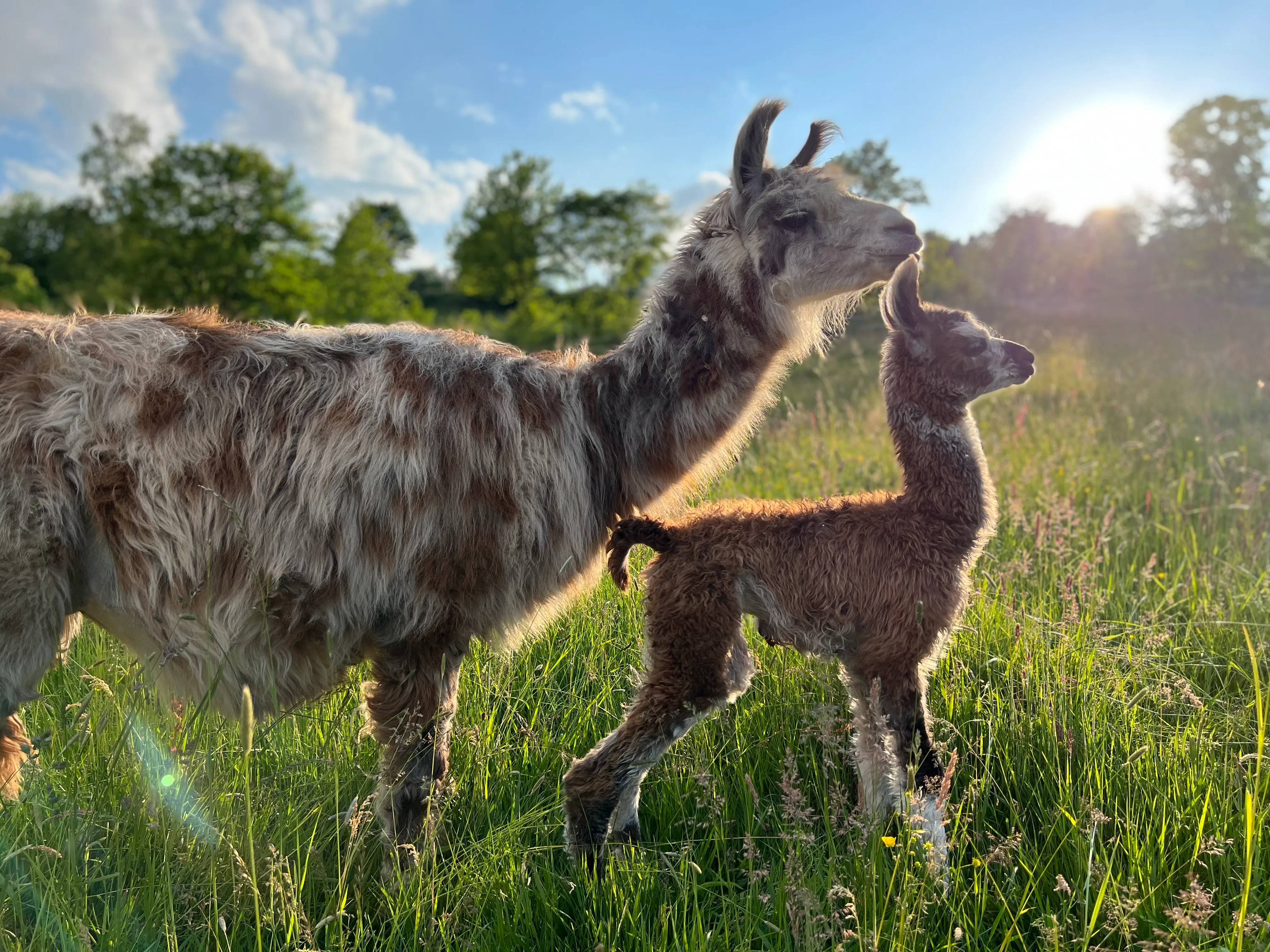 Wooly Lamas aus der Eifel