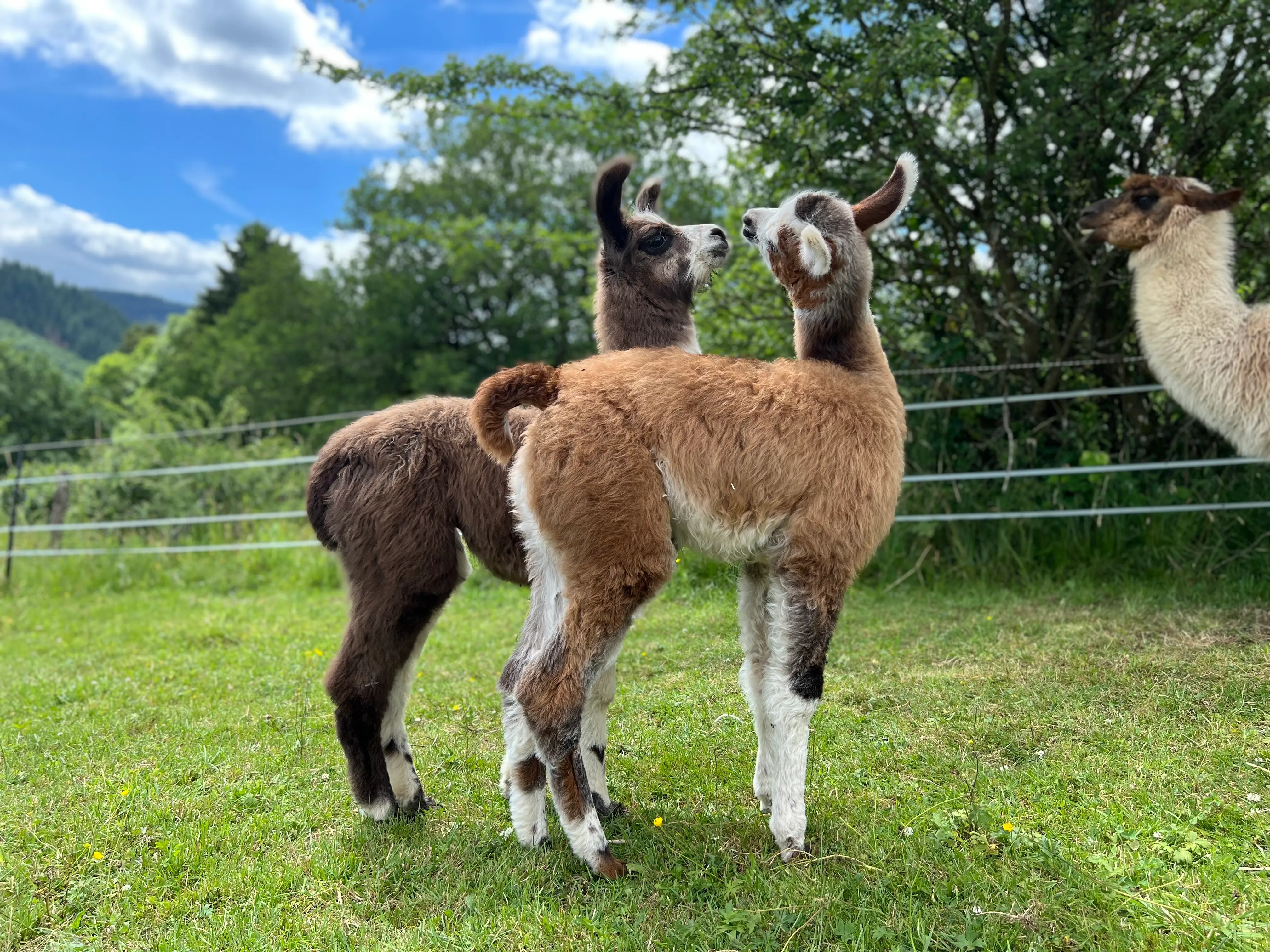 Wooly Lamas aus der Eifel
