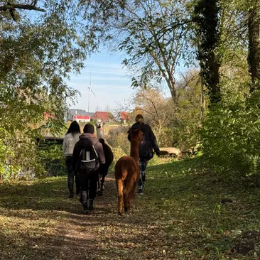Alpakawanderung in der Uckermark und vieles mehr 