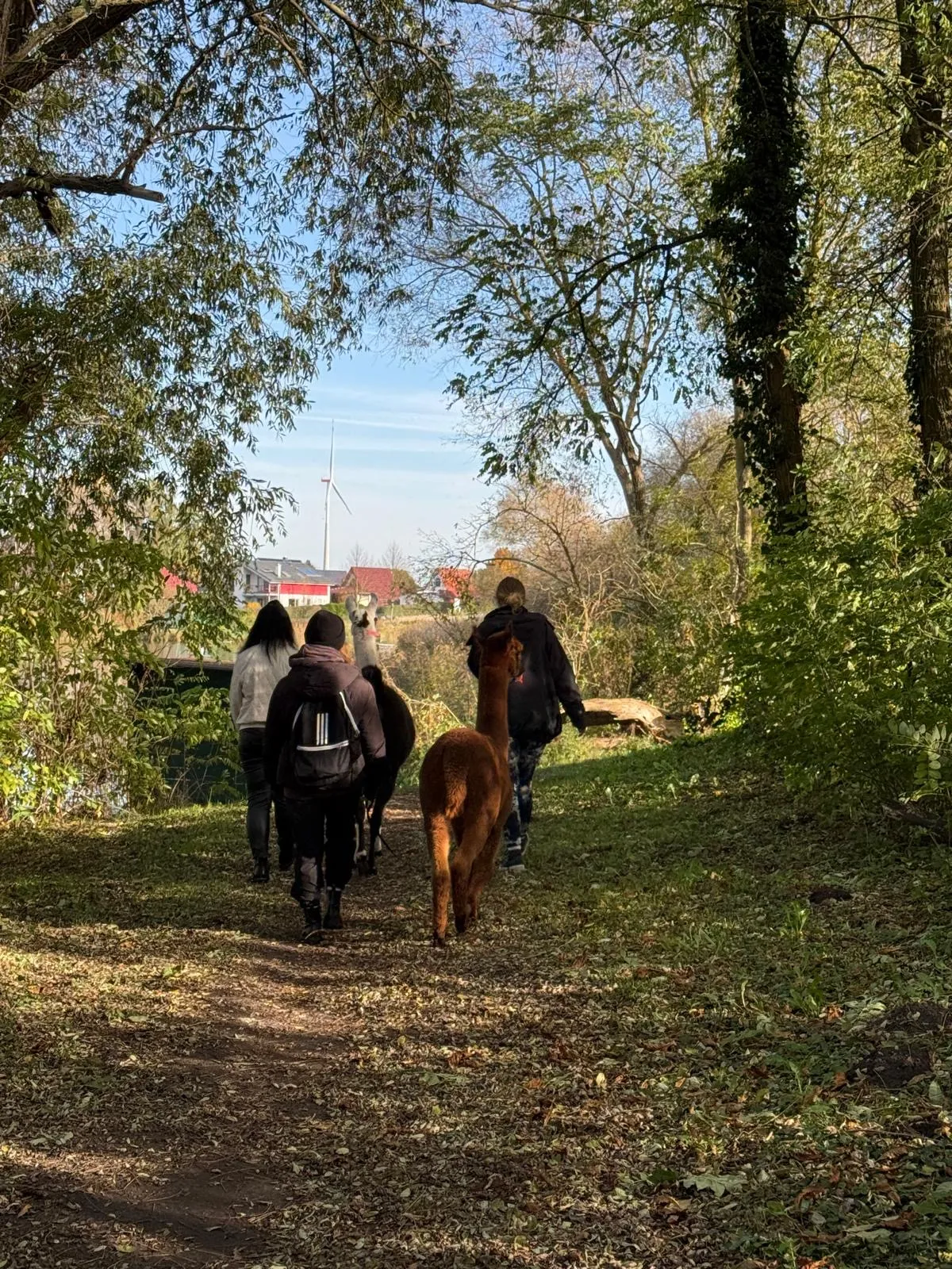 Alpakawanderung in der Uckermark und vieles mehr