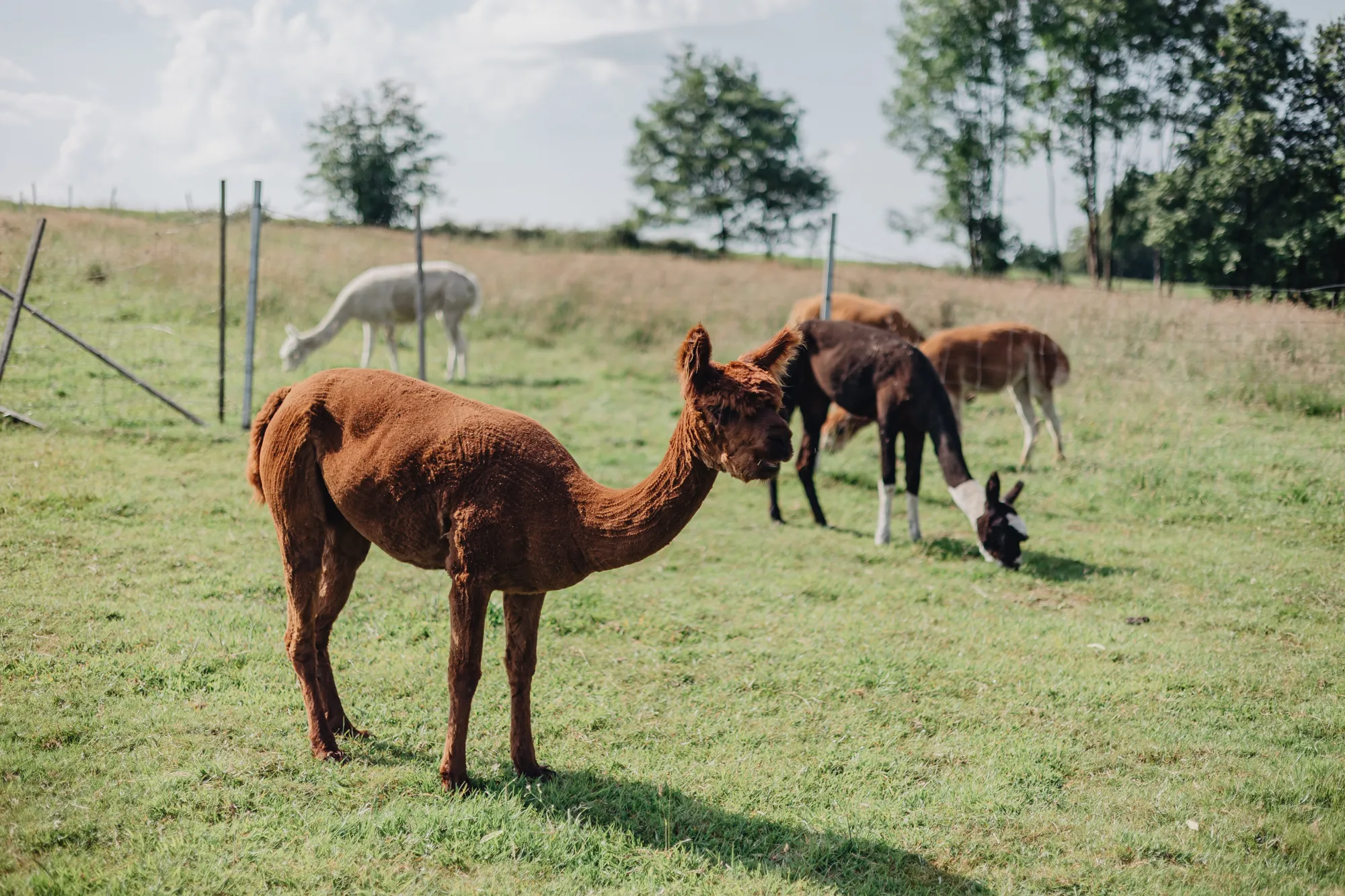 Alpaka und Lama Erlebnisse die bleiben