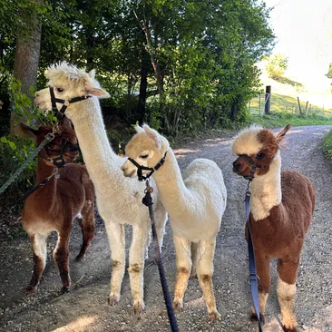 Alpakas im Eichholz